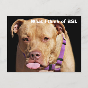 Pit Bull Vykort