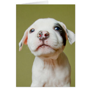 Pit Bull with Black Spoted Öga Hälsningskort