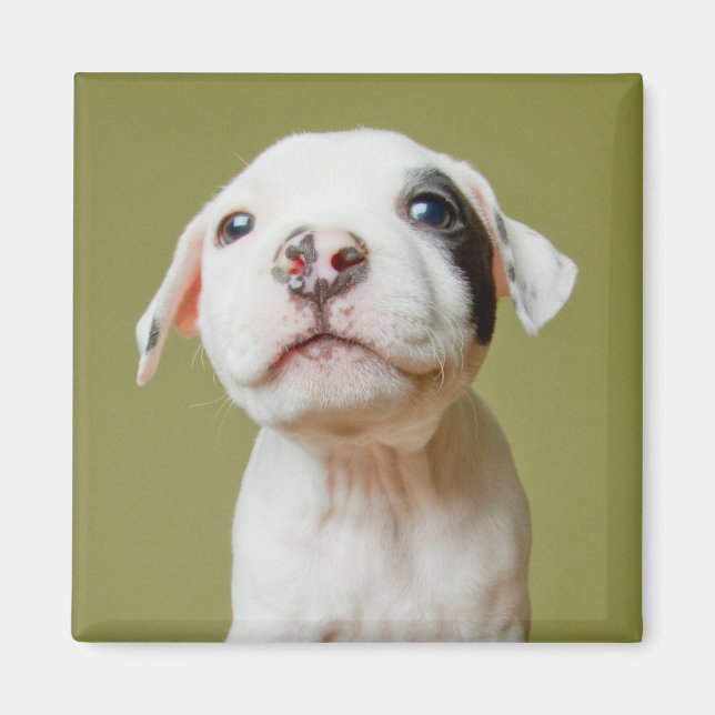 Pit Bull with Black Spoted Öga Magnet (Framsidan)