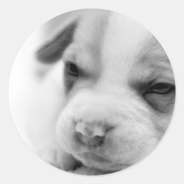 Pit Puppy Sticker Runt Klistermärke (Framsida)