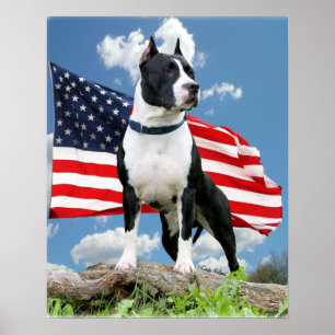 Pit-tjur (American Stviddshire Terrier) poster