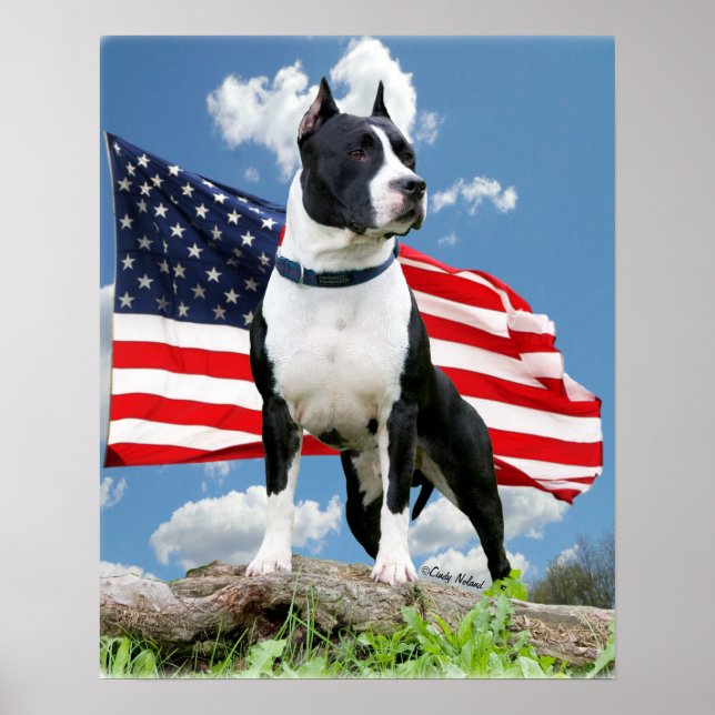 Pit-tjur (American Stviddshire Terrier) poster (Framsidan)