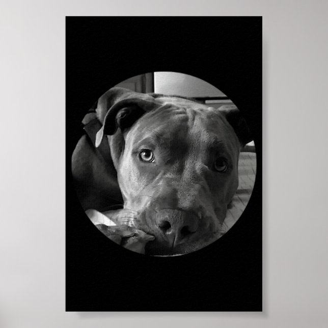 Pit-tjur poster (Framsidan)