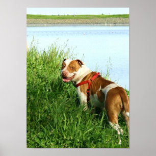 Pitbull affisch