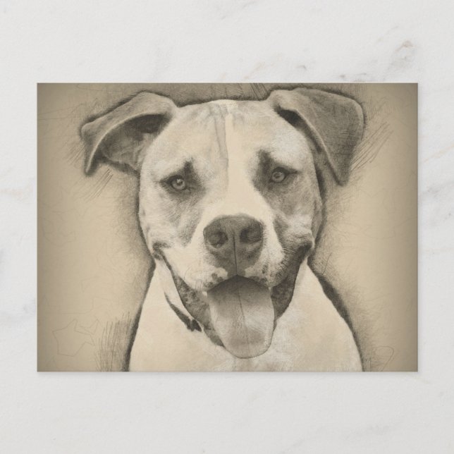 Pitbull - American Bulldog Pencil Sketch porträtt Vykort (Framsida)