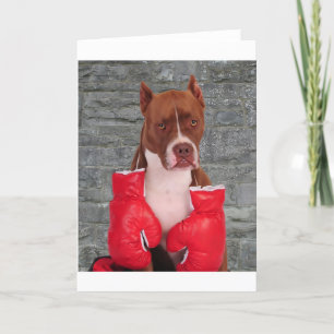Pitbull Boxer Kort
