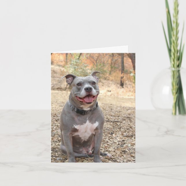 Pitbull Ear-to-Ear-Tackkort-kort Tack Kort (Framsida)