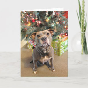Pitbull Extra Cookie julkort Helgkort