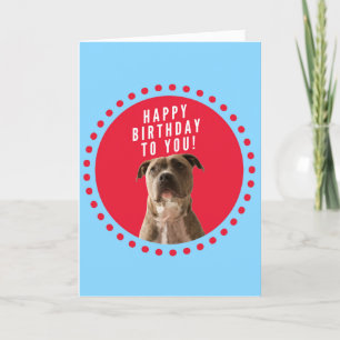 Pitbull Grattis på födelsedagen Blue Greeting Card Kort
