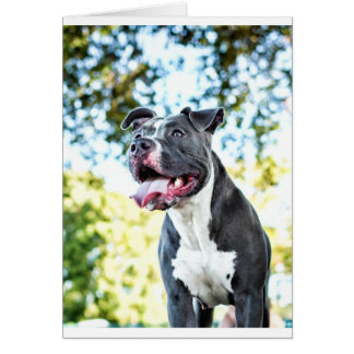 Pitbull Hälsningskort