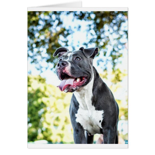 Pitbull Hälsningskort (Framsidan)