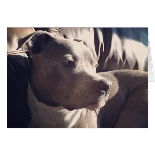 Pitbull = Handsome OBS Kort (Framsidan Horizontal)