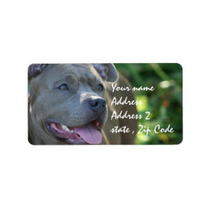 Pitbull hund adressetikett