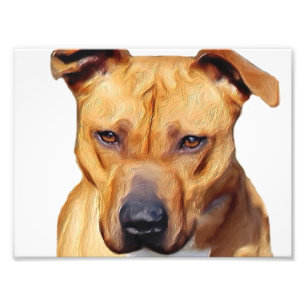 Pitbull hund fototryck