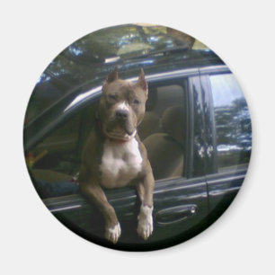 Pitbull hund i bilmagnet magnet