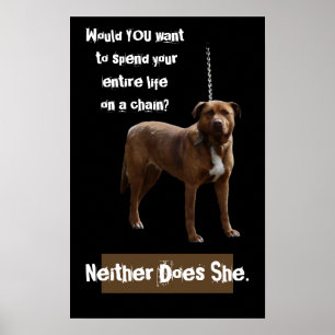 Pitbull Hund i en kedja Poster