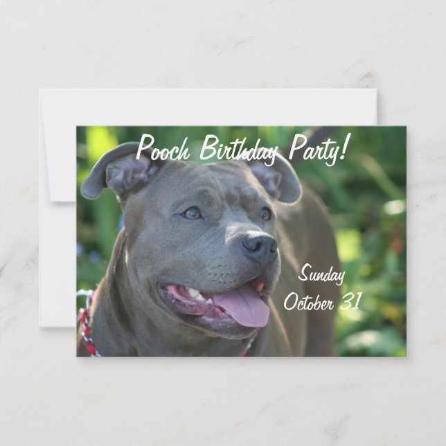 Pitbull-hund Inbjudningar (Framsida)