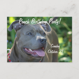 Pitbull-hund Inbjudningar