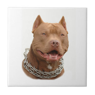 Pitbull hund kakelplatta