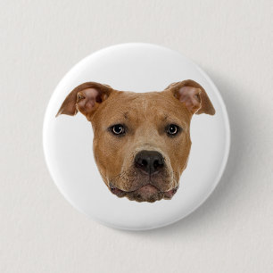 Pitbull Hund Knapp