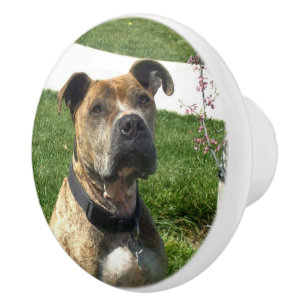 Pitbull hund knopp
