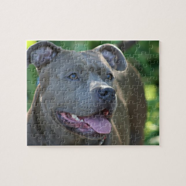 Pitbull hund pussel (Horisontell)