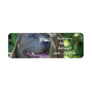Pitbull hund returadress etikett