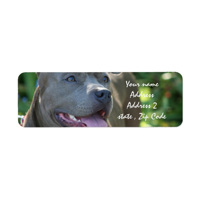 Pitbull Hund Returadress Etikett (Framsidan)
