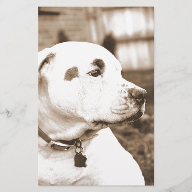 pitbull hund sepia färg hat dåd inte ras brevpapper (Framsida)
