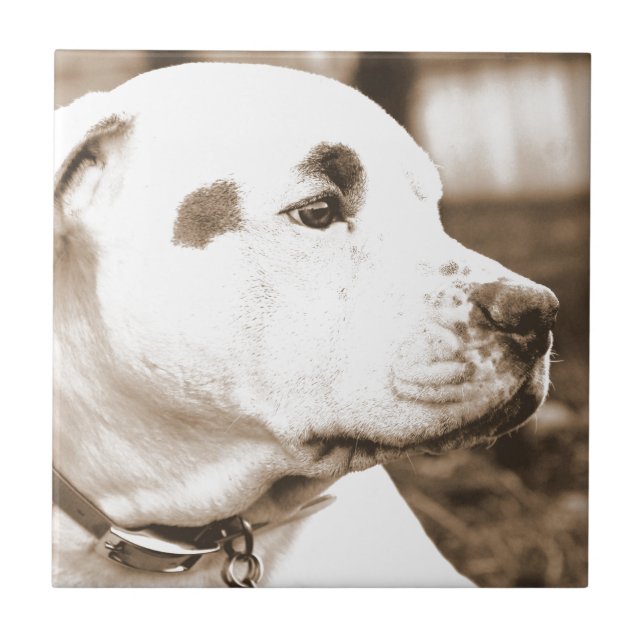 pitbull hund sepia färg hat dåd inte ras kakelplatta (Framsidan)
