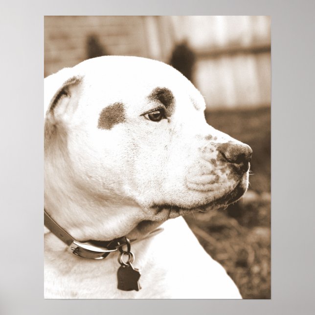 pitbull hund sepia hat gärning inte ras poster (Framsidan)