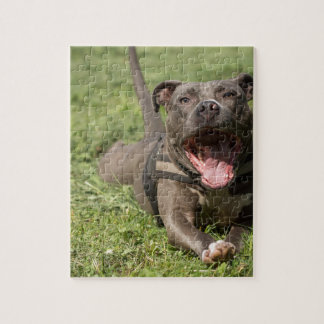 Pitbull i gräs pussel