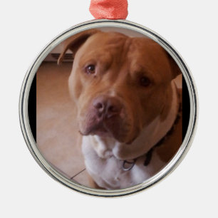 pitbull julgransprydnad metall