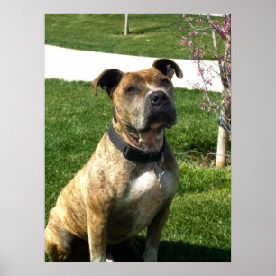 Pitbull kanvastryck poster