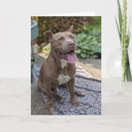 Pitbull Kärlek Kort