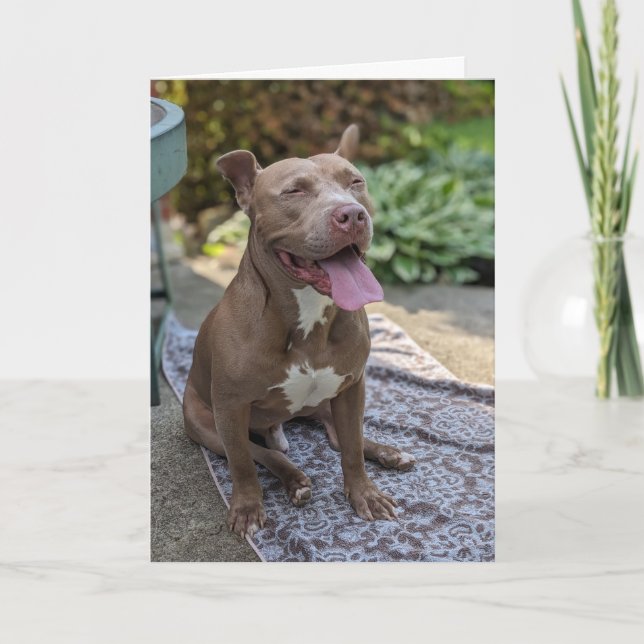 Pitbull Kärlek Kort (Framsida)