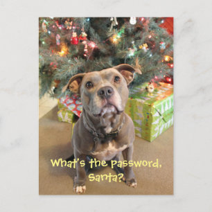 Pitbull lösenord för Santa julvykort Helg Vykort