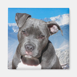 Pitbull Magnet