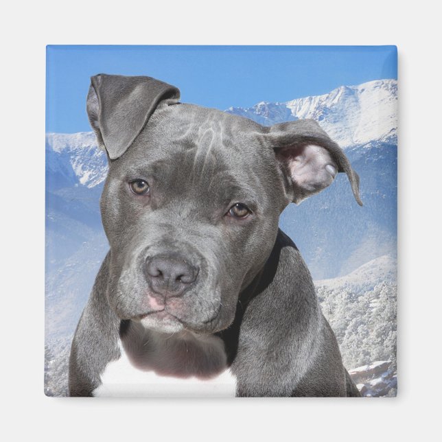 Pitbull Magnet (Framsidan)
