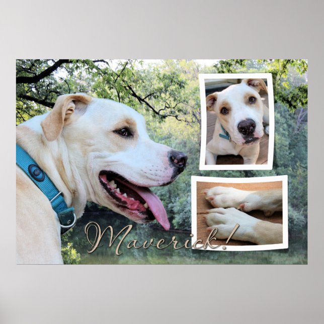 Pitbull - Maverick Composite Poster (Framsidan)