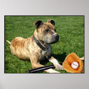 Pitbull med baseballaffischen poster