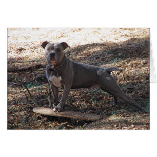 Pitbull med Skateboard-kort för snabbbänk Hälsningskort