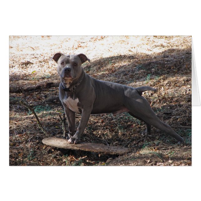 Pitbull med Skateboard-kort för snabbbänk Hälsningskort (Framsidan Horizontal)