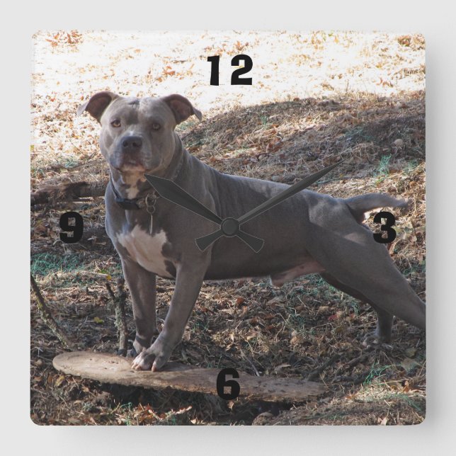 Pitbull med Skateboard-numrerat väggklocka (Framsida)