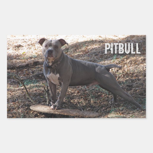 Pitbull med Skateboard Stickers Rektangulärt Klistermärke (Framsida)