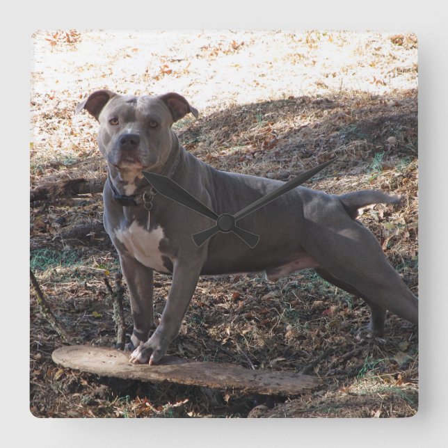 Pitbull med Skateboard Wall Clock Fyrkantig Klocka (Framsida)