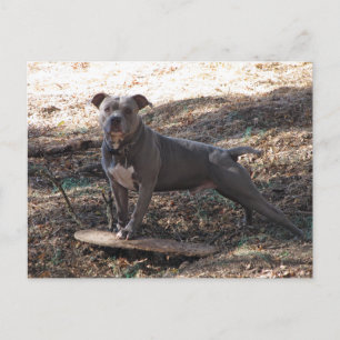 Pitbull- och Skateboard-vykort Vykort