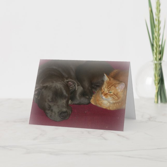 Pitbull och Tabby Katt Vänner För Evigt  Kort (Framsida)