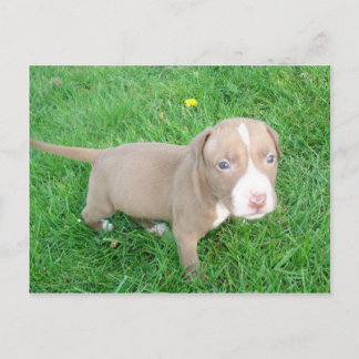 PITBULL PUPPY IN THE GRASS POSTCARD VYKORT