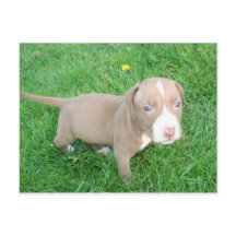 PITBULL PUPPY IN THE GRASS POSTCARD